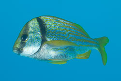 BD-101213-Playa-del-Carmen-3124-Anisotremus-virginicus-(Linnaeus.-1758)-[Porkfish.-Svinfisk].jpg
